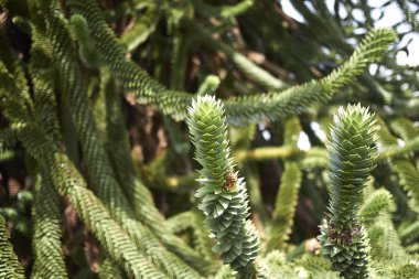 Maymun bulmaca ağacı yakın