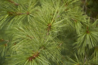 Buthan çam iğneleri yakın