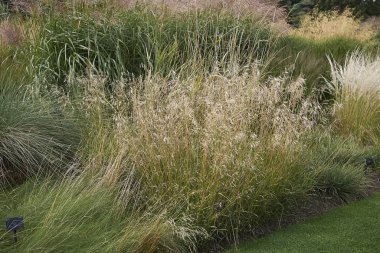 Bir bahçede çeşitli Graminaceae çiçek tarhı