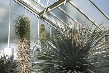 Londra, İngiltere - 24 Ağustos 2017 : Yucca