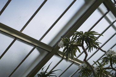 Londra, İngiltere - 24 Ağustos 2017 : Pachypodium lamerei