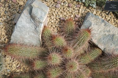 Çiçek tarhında Echinopsis huasca
