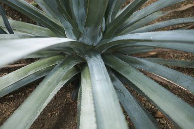 Agav Tequiliana yakın bırakır