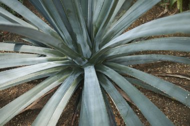 Agav Tequiliana yakın bırakır