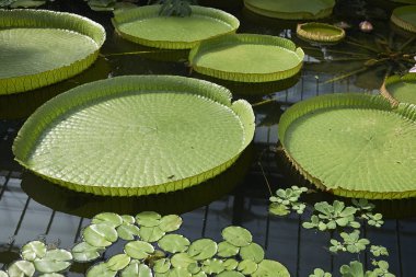 Victoria amazonica bir havuzda