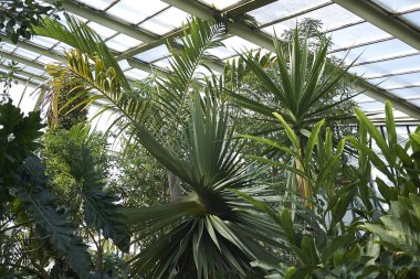 Londra, İngiltere - 24 Ağustos 2017 : Kew Gardens