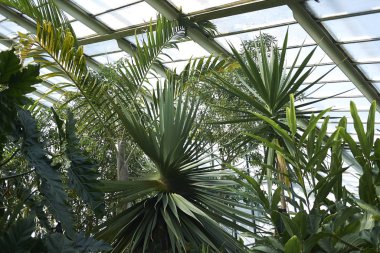 Londra, İngiltere - 24 Ağustos 2017 : Kew Gardens