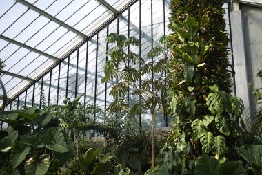 Londra, İngiltere - 24 Ağustos 2017 : Kew Garden