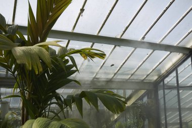 Londra, İngiltere - 24 Ağustos 2017 : Kew Gardens