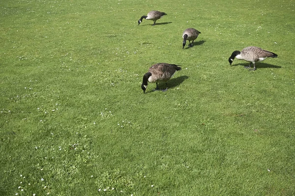 Enten Einem Garten London — Stockfoto