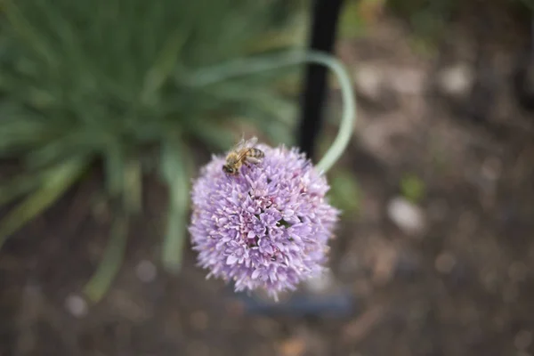 Allium Flor Púrpura Cerca — Foto de Stock