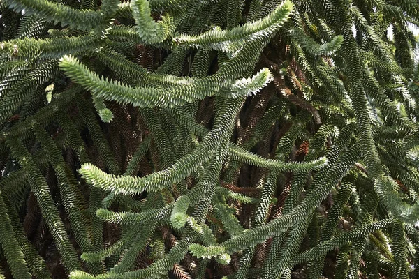 Árbol Rompecabezas Mono Cerca — Foto de Stock