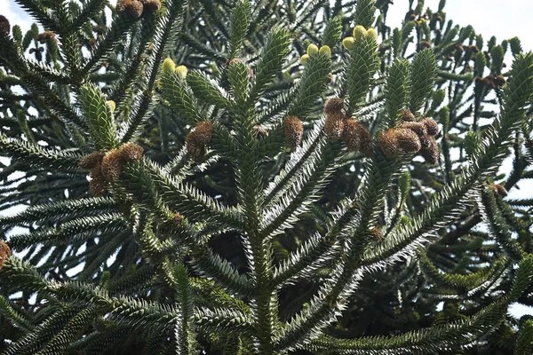 Árbol Rompecabezas Mono Cerca — Foto de Stock