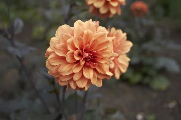 Dahlia 