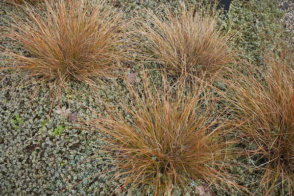 Carex Buchananii Planta Perto — Fotografia de Stock