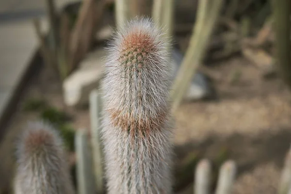 Kaktus Växt Ett Växthus — Stockfoto