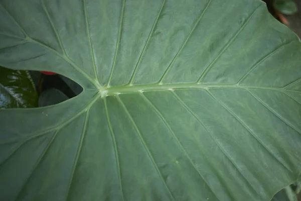 Alocasia Odora Залишати Крупним Планом — стокове фото