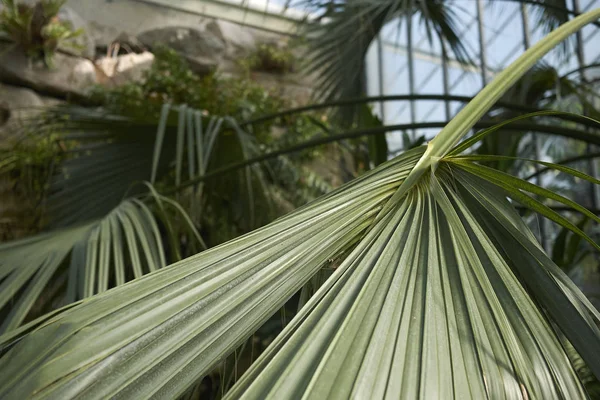 London Egyesült Királyság Augusztus 2017 Kew Gardens — Stock Fotó