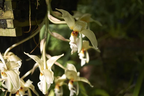 Białe Orchidee Kwiaty Zbliżenie — Zdjęcie stockowe