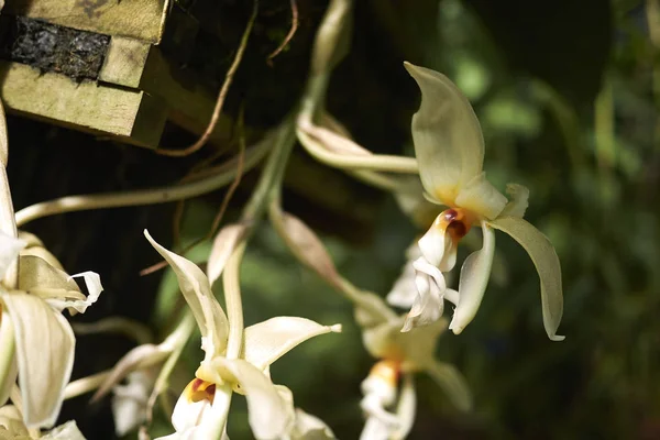 Flores Brancas Das Orquídeas Perto — Fotografia de Stock