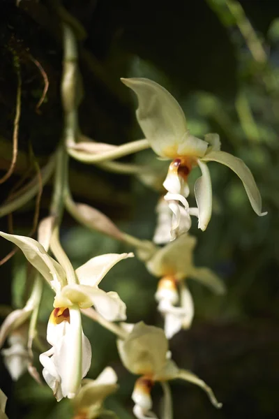Białe Orchidee Kwiaty Zbliżenie — Zdjęcie stockowe