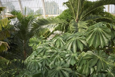 Londra, İngiltere - 24 Ağustos 2017 : Kew Gardens