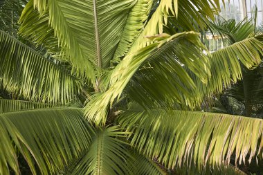 Palmiye yaprakları yakın.