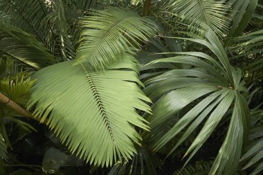 Palmiye yaprakları yakın.