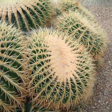 Bir bahçede Echinocactus grusonii