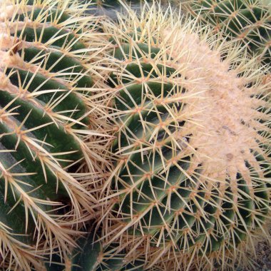 Bir bahçede Echinocactus grusonii
