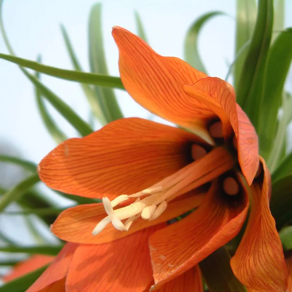 Frittilaria Imperialis Apelsinblomma Närbild — Stockfoto