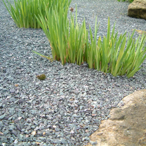 Iris bir bahçede bırakır