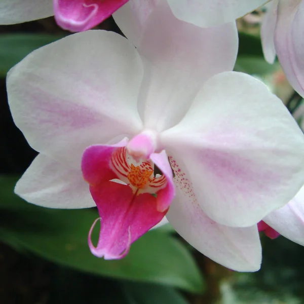 Phalenopsis Fehér Rózsaszín Virág Közelről — Stock Fotó