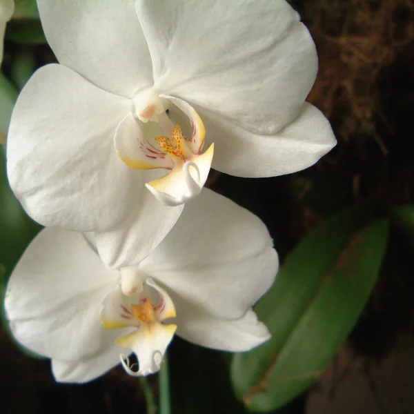 Phalenopsis Fehér Virág Közelről — Stock Fotó