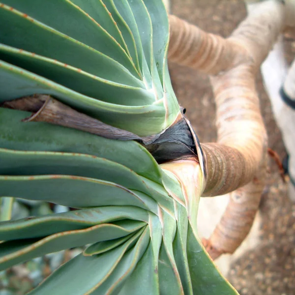 Aloe Plicatilis Deixa Perto — Fotografia de Stock