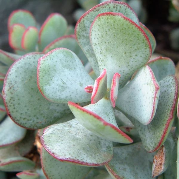 Crassula arborescens yakın yaprakları