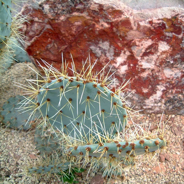 Opuntia Espinhosa Deixa Perto — Fotografia de Stock