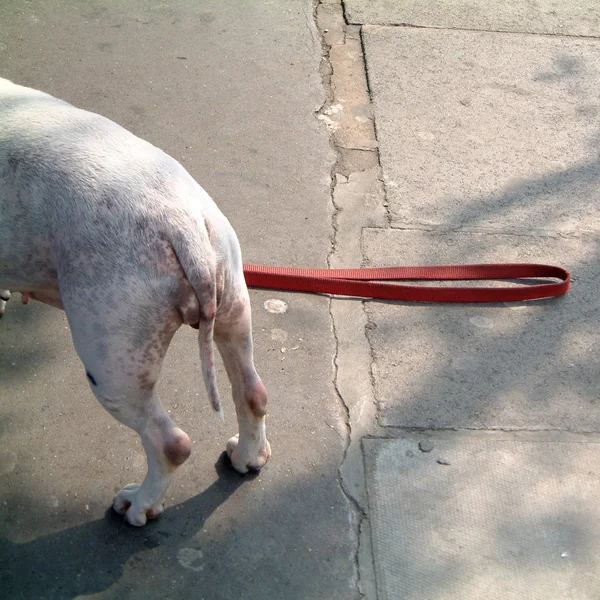 Cão Branco Rua — Fotografia de Stock