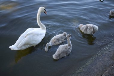 Beyaz kuğu ve yavruları