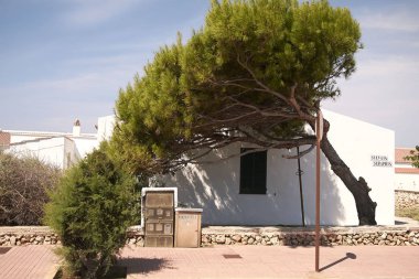 Minorca, Balear Adaları, İspanya - 02 Eylül 2013 : Bir evin önündeki çam ağacı