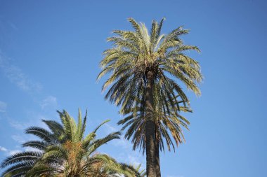Napoli, İtalya - 23 Temmuz 2018 : Palmiye ağaçları 