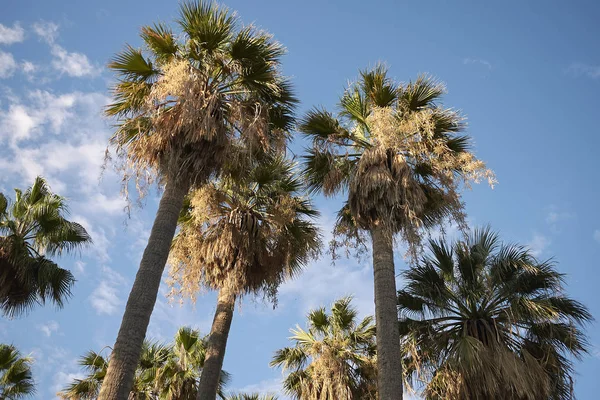 Napoli Talya Temmuz 2018 Palmiye Ağaçları — Stok fotoğraf