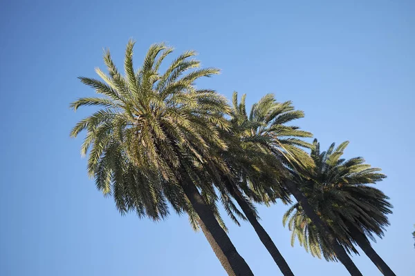 Napoli Talya Temmuz 2018 Palmiye Ağaçları — Stok fotoğraf