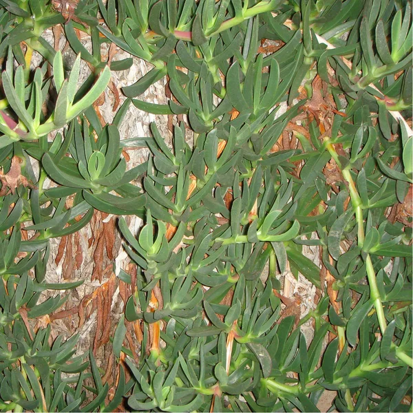Vista Planta Suculenta Carpobrotus — Foto de Stock