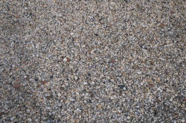 Milano Marittima, İtalya - 28 Temmuz 2019 : Kıyıda kırık deniz topukları