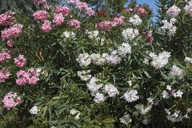 Oleander canlı çiçeklergörünümü
