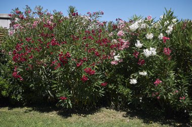 Milano Marittima, İtalya - 16 Temmuz 2017 : Lüks beachclub