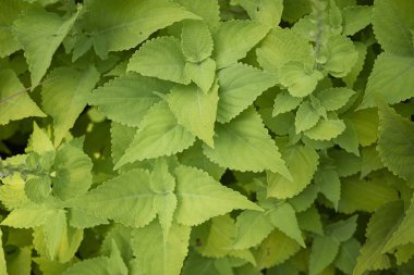 Bir bahçedeki Coleus bitkisinin görünümü