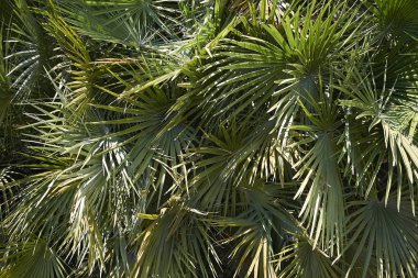 Milano Marittima, İtalya - 23 Temmuz 2017: Palm