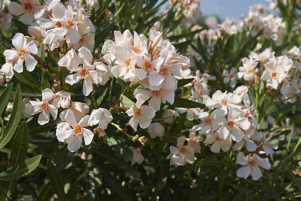 Milano Marittima Włochy Lipca 2017 Oleander — Zdjęcie stockowe